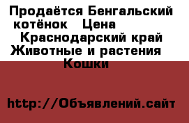 Продаётся Бенгальский котёнок › Цена ­ 10 000 - Краснодарский край Животные и растения » Кошки   